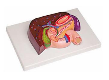 肝、胰、脾、十二指腸、胃模型